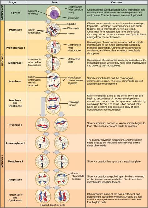 Meiosis Ii Principles Of Biology