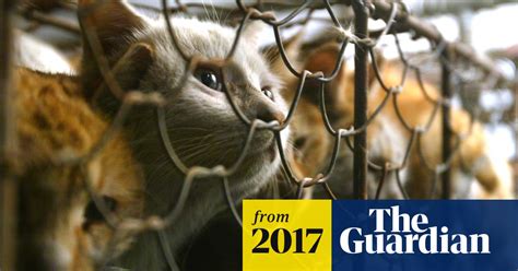 Taiwan Bans Dog And Cat Meat From Table As Attitudes Change Taiwan