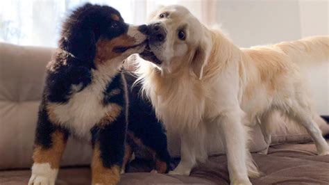 Bernese Mountain Dog Puppy Plays With Golden Retriever Youtube