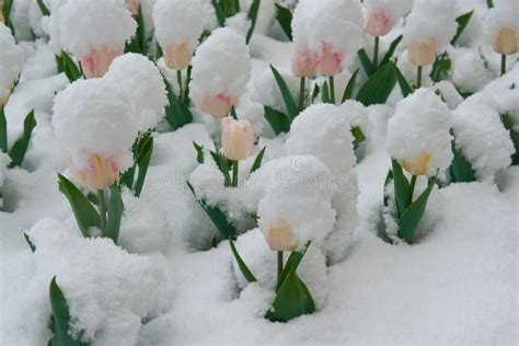 Tulips Are In The Snow Stock Photo Image Of Pink Yellow 39317872