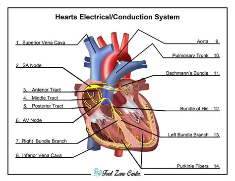 Conduction System Foot Zone Center