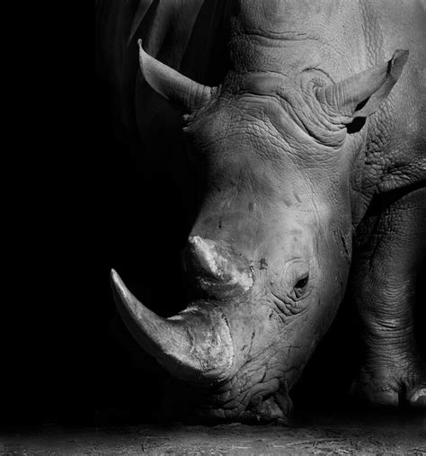 Black And White Rhino Stocky Art Is Fotokunst Op Plexiglas En Dibond