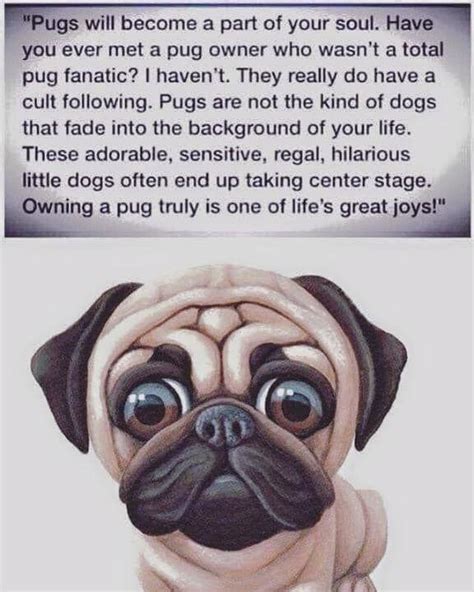 All Pug Owners Can Relate ️ Pug Quotes Dog Lover Quotes Dog Lovers