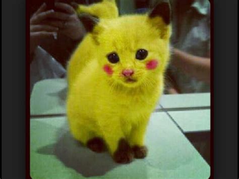 Pikacat This Is Not A Real Pokemon Off Pokemon Or A Favorite But It