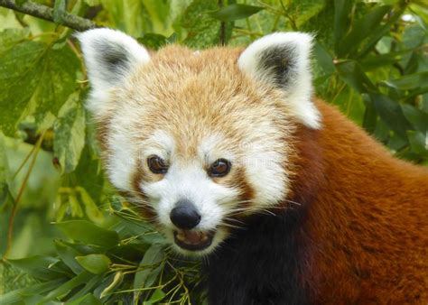 Close Up Head And Shoulders Of A Red Panda Ailurus Fulgens Stock Image