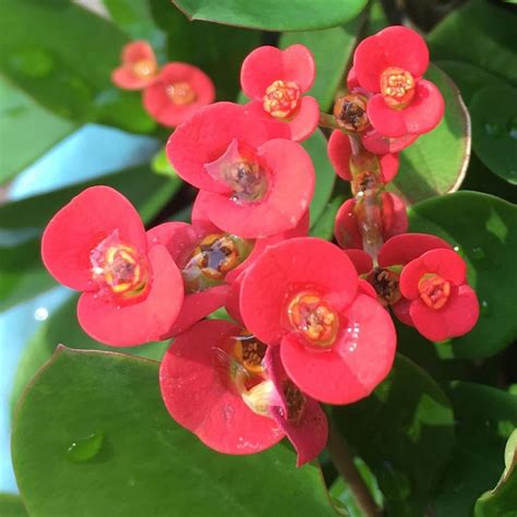 5 Beautiful Succulents With Red Flowers Succulent City