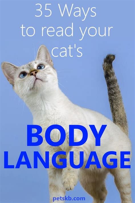 The Complete Guide To Cat Body Language Cat Body Cat Behavior Cat