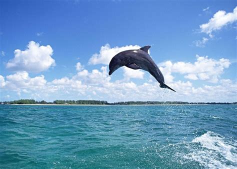 Delfines Saltando