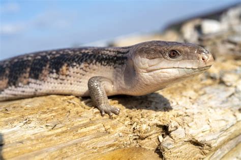 Tail Shedding In Blue Tongued Skinks A Complete Guide Critter Owner