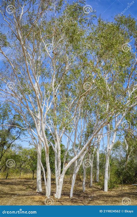 White Gum Trees Or Eucalyptus Stock Photo Image Of Tree Branch