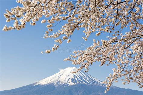 Fujisan And Sakura At Lake Kawaguchiko Stock Photo Image Of Chureito