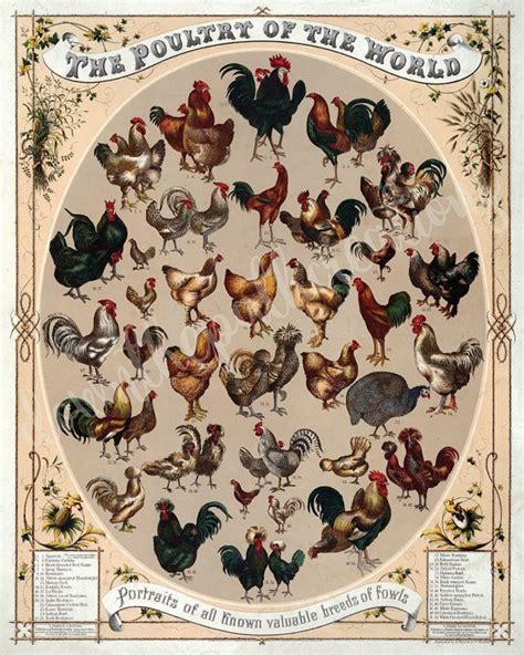 Vintage Poultry Of The World Print Poster Instant Download Rooster