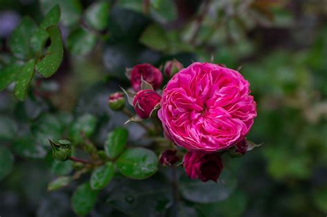 Rose Jardim Rosa Flor Foto Gratuita No Pixabay Pixabay