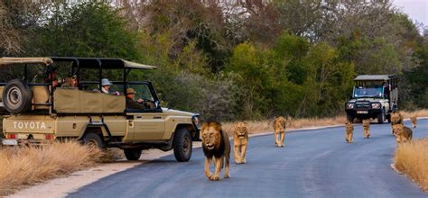 Saiba Tudo Sobre O Safári No Parque Nacional Kruger Descubra Turismo