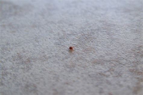 Little Red Spider This Little Spider Is So Tiny 1mm Long N0ah84