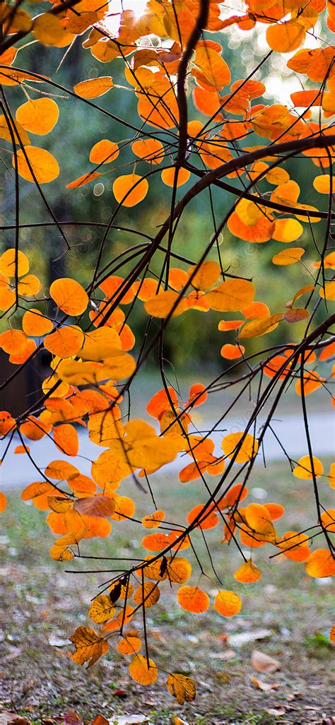 Autumn Leaf Mobile Wallpaper Images Free Download On Lovepik 400610564