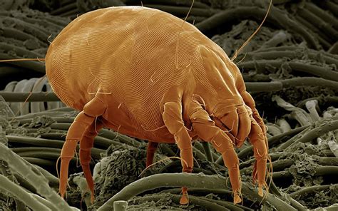 What Do Dust Mites Look Like All About Dust Mites