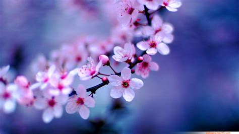 Wallpapers Wallpaper 20 Asian Cherry Blossom Flower