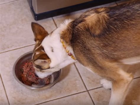 Balanced Homemade Dog Food Recipe