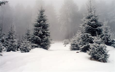 1920x1080 Resolution Trees Covered By Snow And Fogs At Daytime Hd