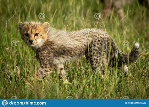 Cheetah Cub Walks Through Grass Eyeing Camera Stock Photo Image Of