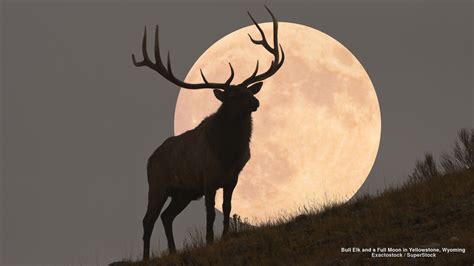 Bull Elk And A Full Moon In Yellowstone Wyoming Elk Silhouette Elk