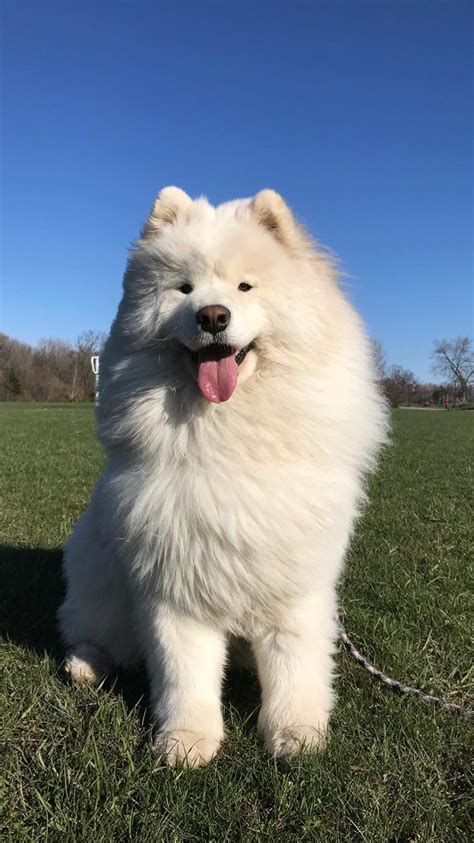 Huge Fluffy White Dog Breeds