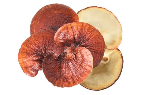 Reishi Spores Powerful Ancient Medicine For The 21st Century