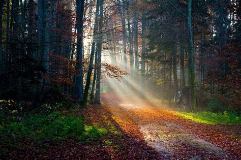 1013961 Sunlight Landscape Forest Nature Reflection Grass Branch