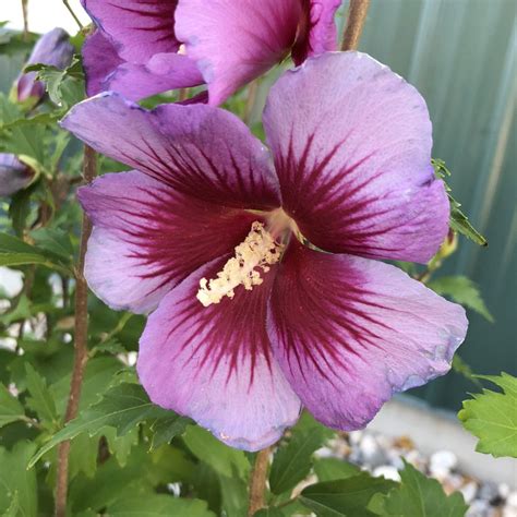 Hibiscus Purple Pillar Buy Rose Of Sharon Shrubs Online