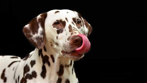 Pets4company 10 Curiosities About The Dalmatians