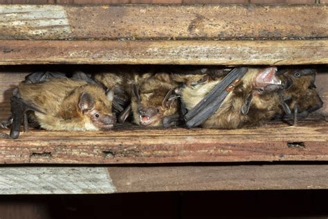 What To Do If You Have Bats In Your House