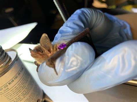 Northern Long Eared Bats Found In The Pinelands Conserve Wildlife Foundation Of New Jersey