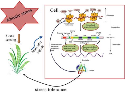 Epigenetic Modifications In Plants Under Abiotic Stress Intechopen