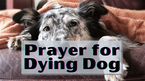 Prayer For Dying Dog Prayer For Sick Dog Youtube