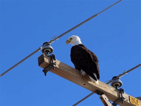 america bald eagle animals photo