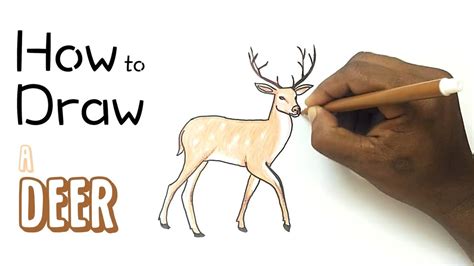 How To Draw Deer Step By Step Guide
