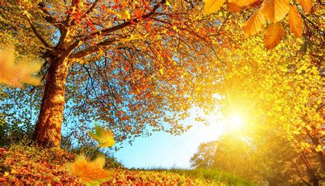Golden Autumn Scenery With Lots Of Sunshine — Stock Photo © Smileus