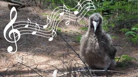 Noise Pollution Has Harmed Species Across The Planet Could Scientists