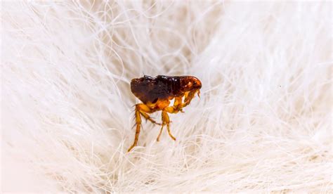 How To Identify Flea Dirt Beatpests