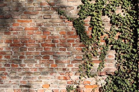 Royalty Free Photo Green Vines On Brick Wall Pickpik