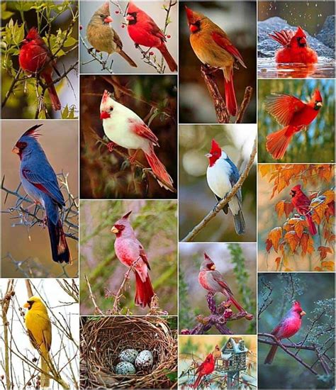 Pin By Susan Albro Miller On Cardinals And Blue Jays