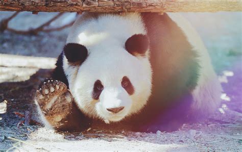 Giant Panda Meng Lan At Beijing Zoo In 2019 Panda Panda Bear Animals