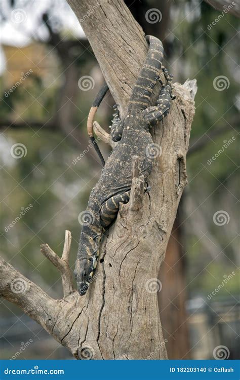The Rosenberg Monitor Is Climbing Down The Tree Stock Photo Image Of