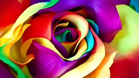 A photo of a very beautiful bouquet of roses. Free photo: Multicolor Roses - Flowers, Green, Red - Free ...