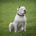American Bulldog Training & Aggression | Need A Chicago Dog Trainer?