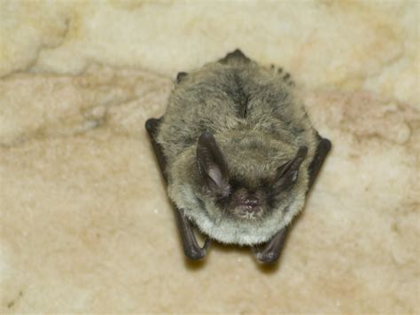 Roosting Northern Long Eared Bat Myotis Septentrionalis Us Geological Survey