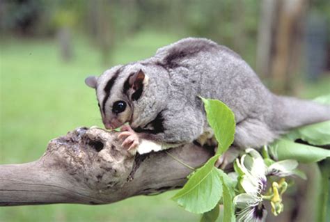 Mahogany Glider Could Soar Over A Boeing 777s Wings