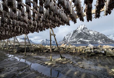 Stockfish On Lofoten Islands National Geographic Photography Nature