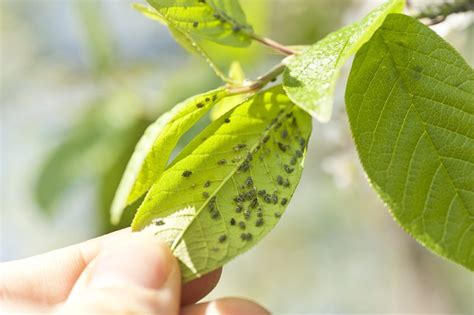 Common Garden Pests And How To Get Rid Of Them Farm Flavor